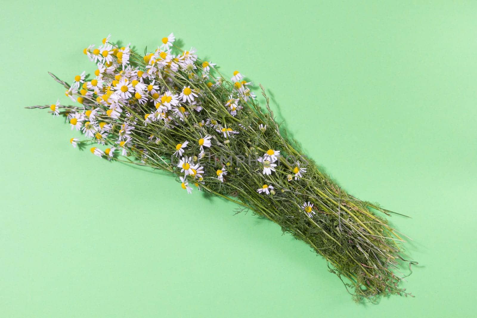 Bouquet of Freshly Picked Camomile Flowers On Yellow Background