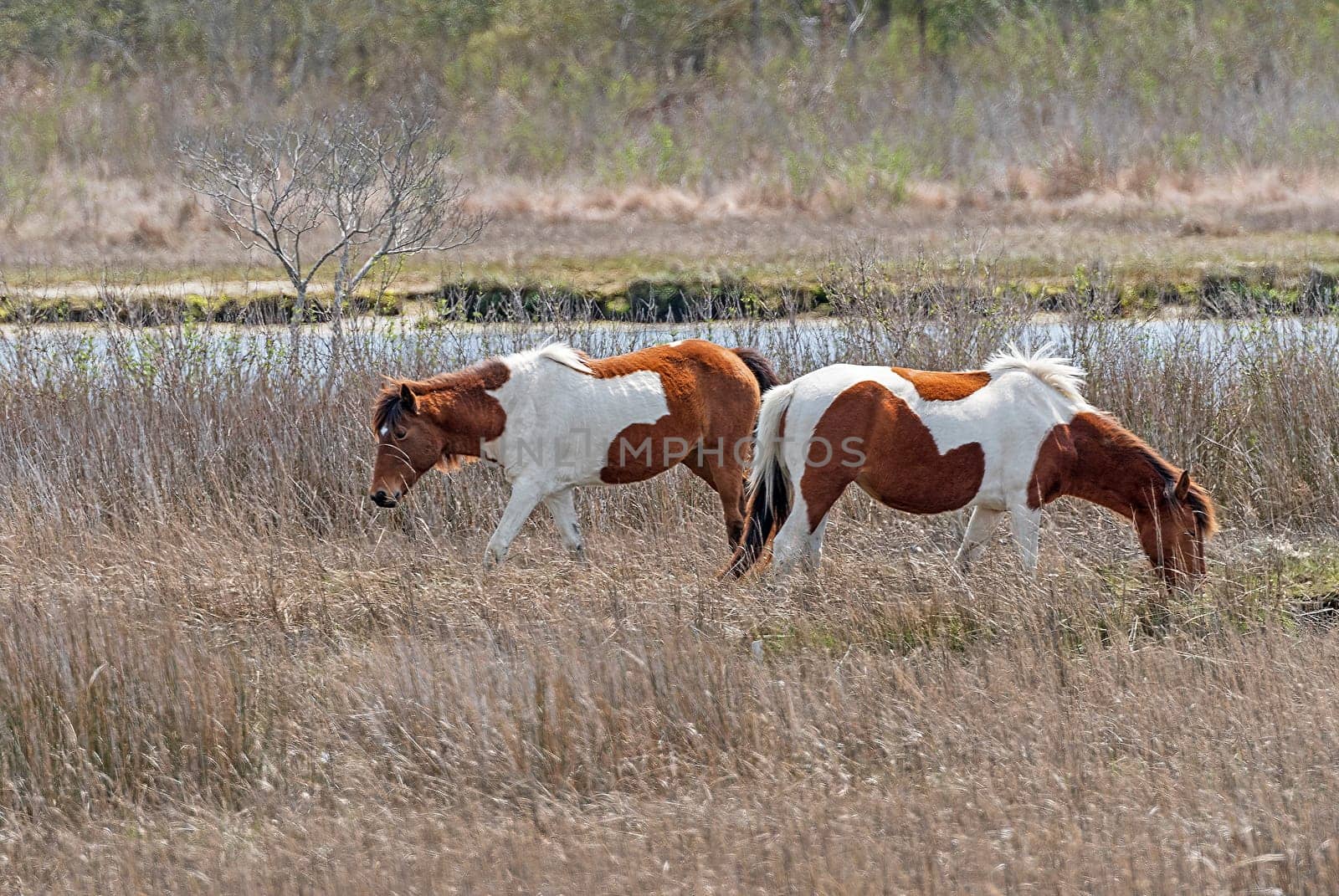 Chincoteague Ponies in a Coastal Wetland on Assateague Island National Seashore in Maryland