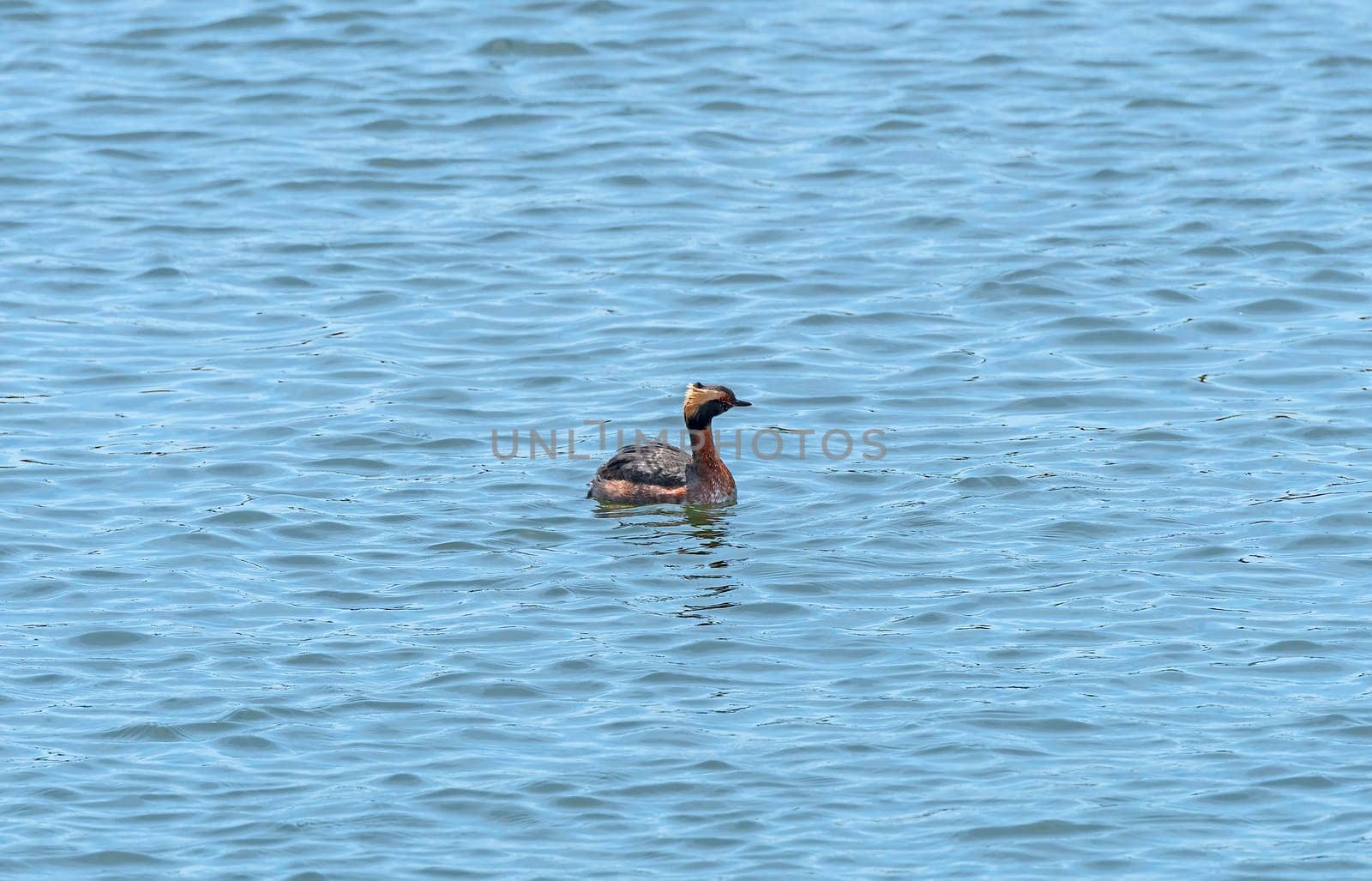 Horned Grebe in a Coastal Estuary in the Assateague Island National Seashore in Maryland