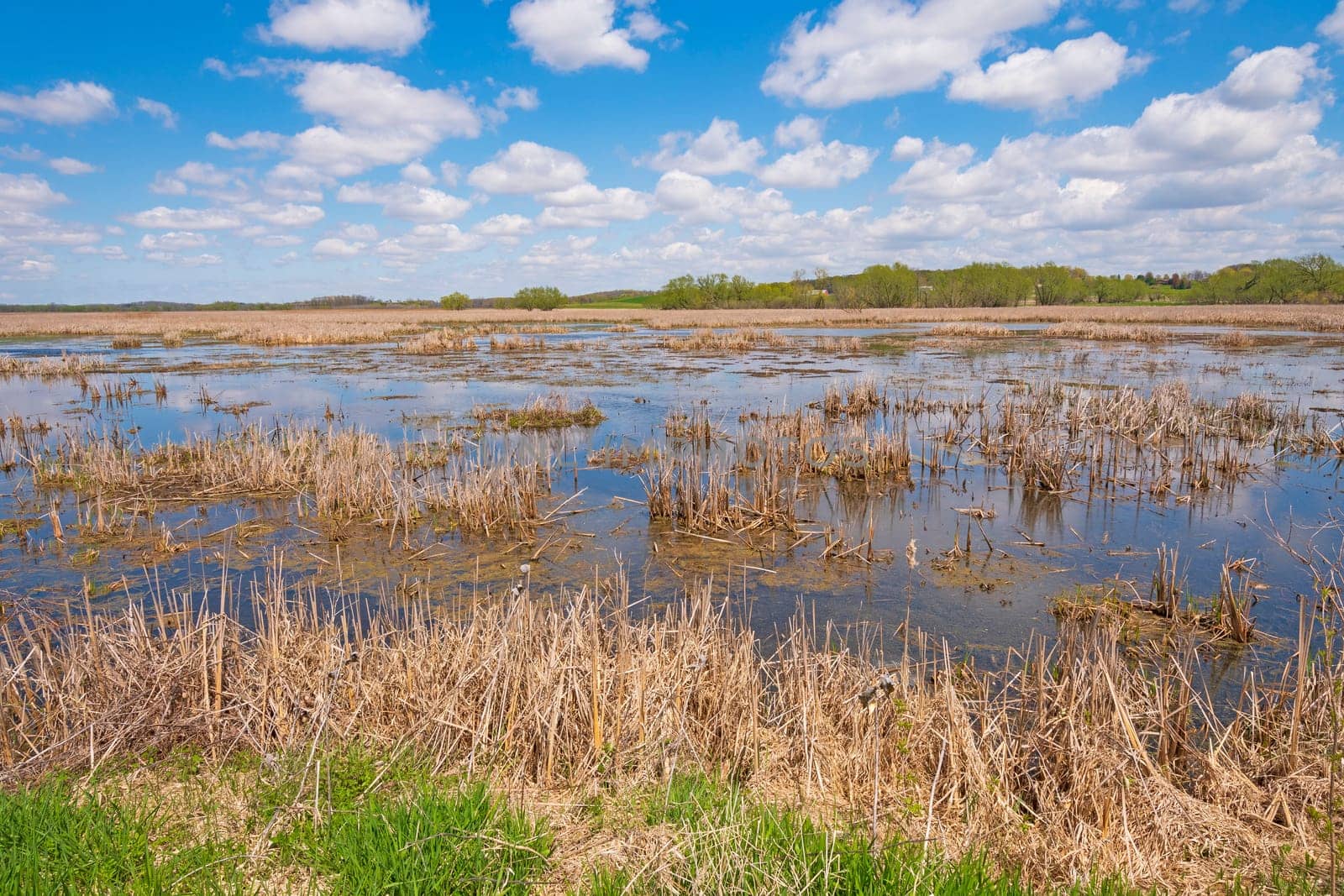 Looking Across a Wisconsin Wetland in Horicon Marsh in Central Wisconsin