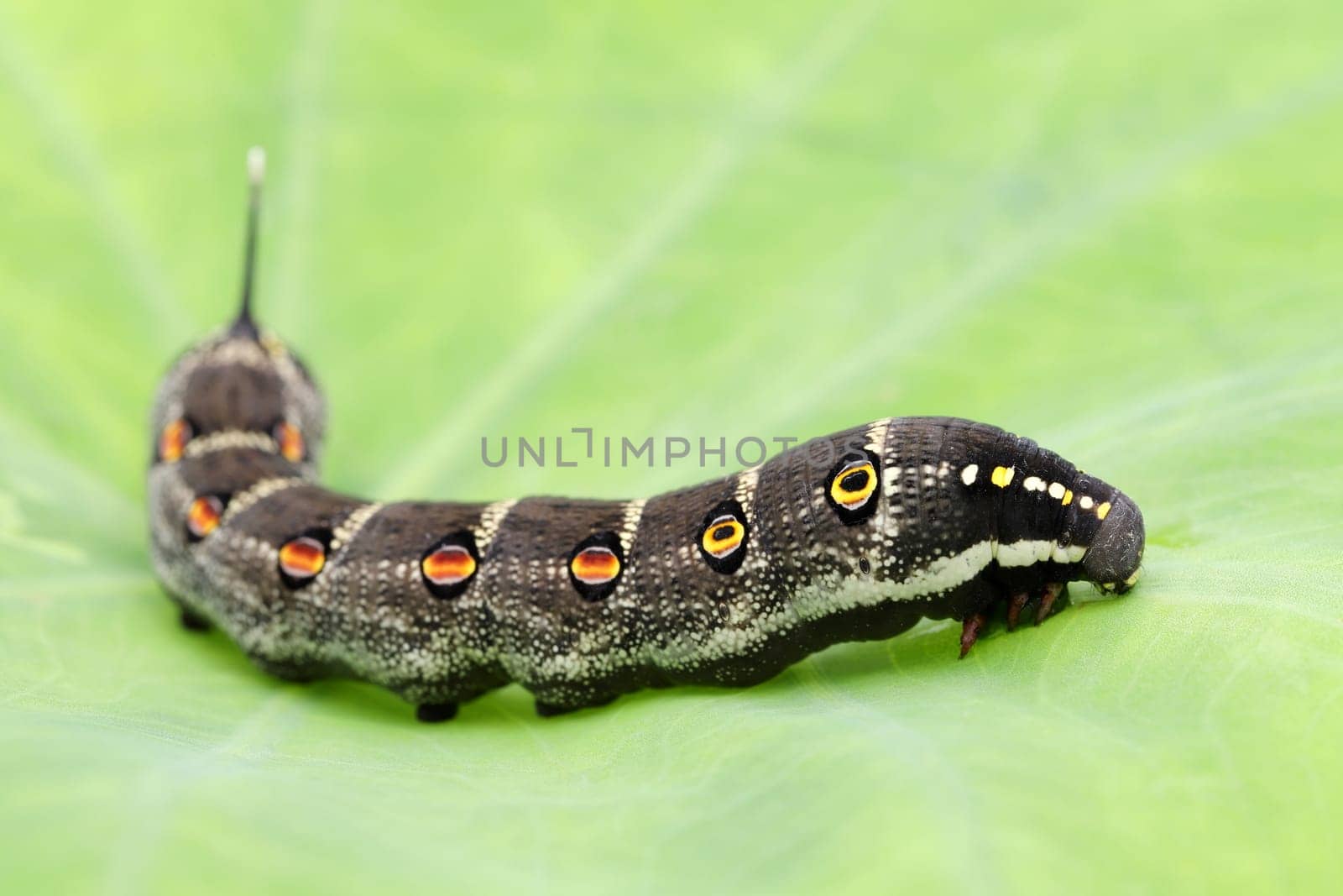 Studio shot of big black caterpillar on a leaf background