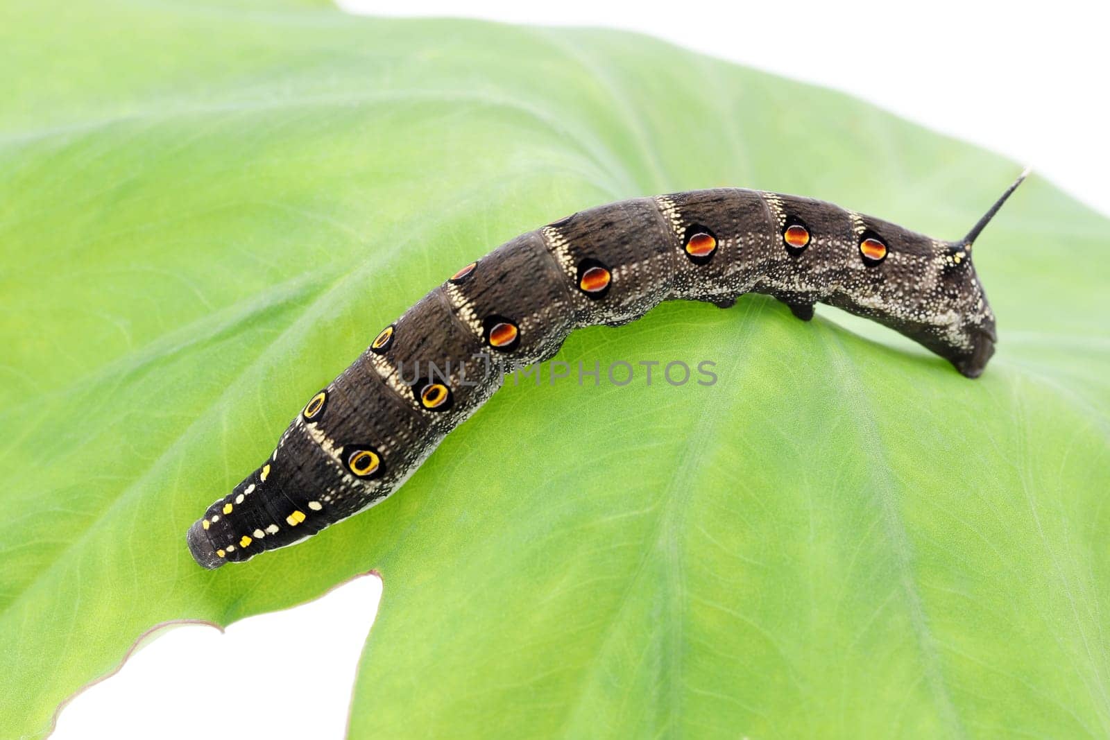 Studio shot of big black caterpillar on a leaf background