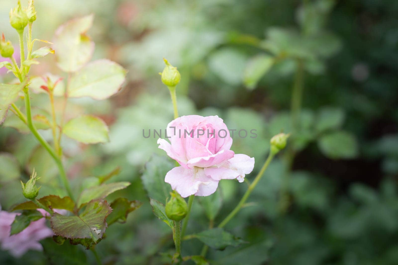 Roses in the garden, Roses are beautiful with a beautiful sunny day.