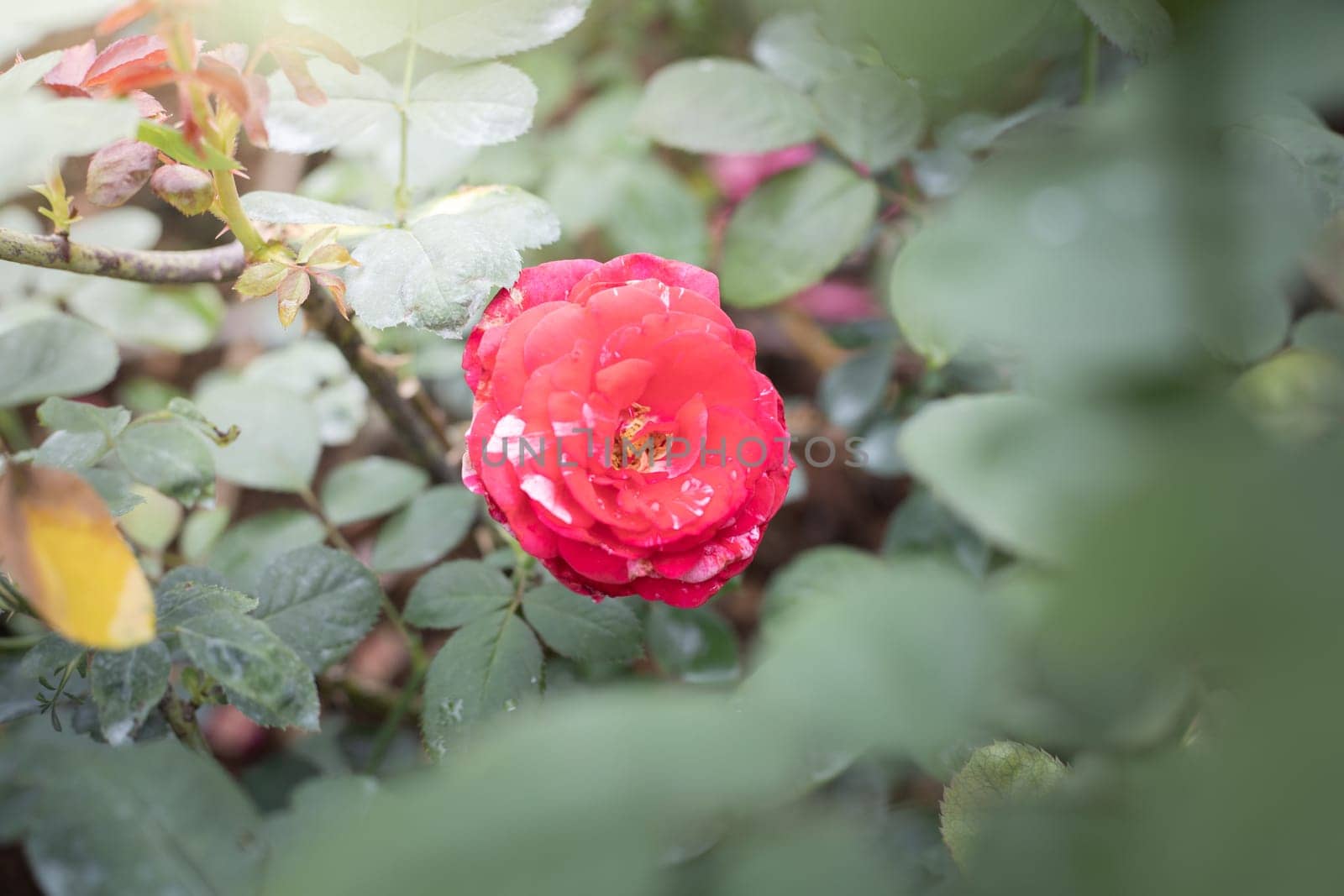 Roses in the garden, Roses are beautiful with a beautiful sunny day.