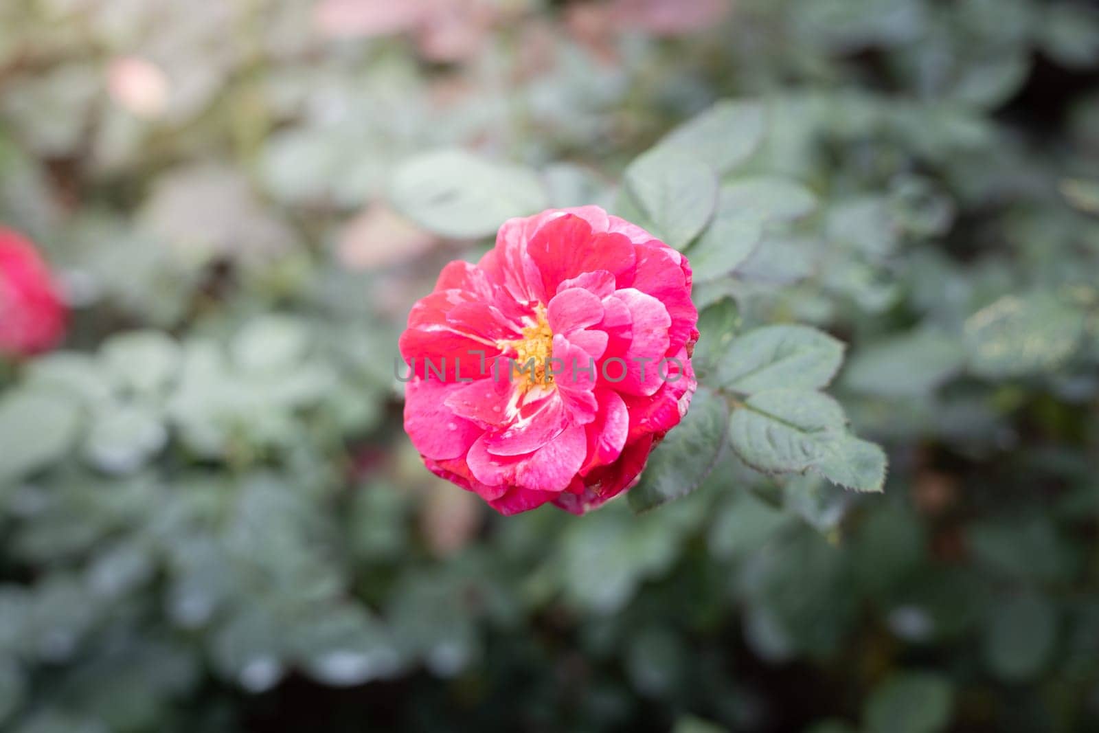 Roses in the garden, Roses are beautiful with a beautiful sunny day.
