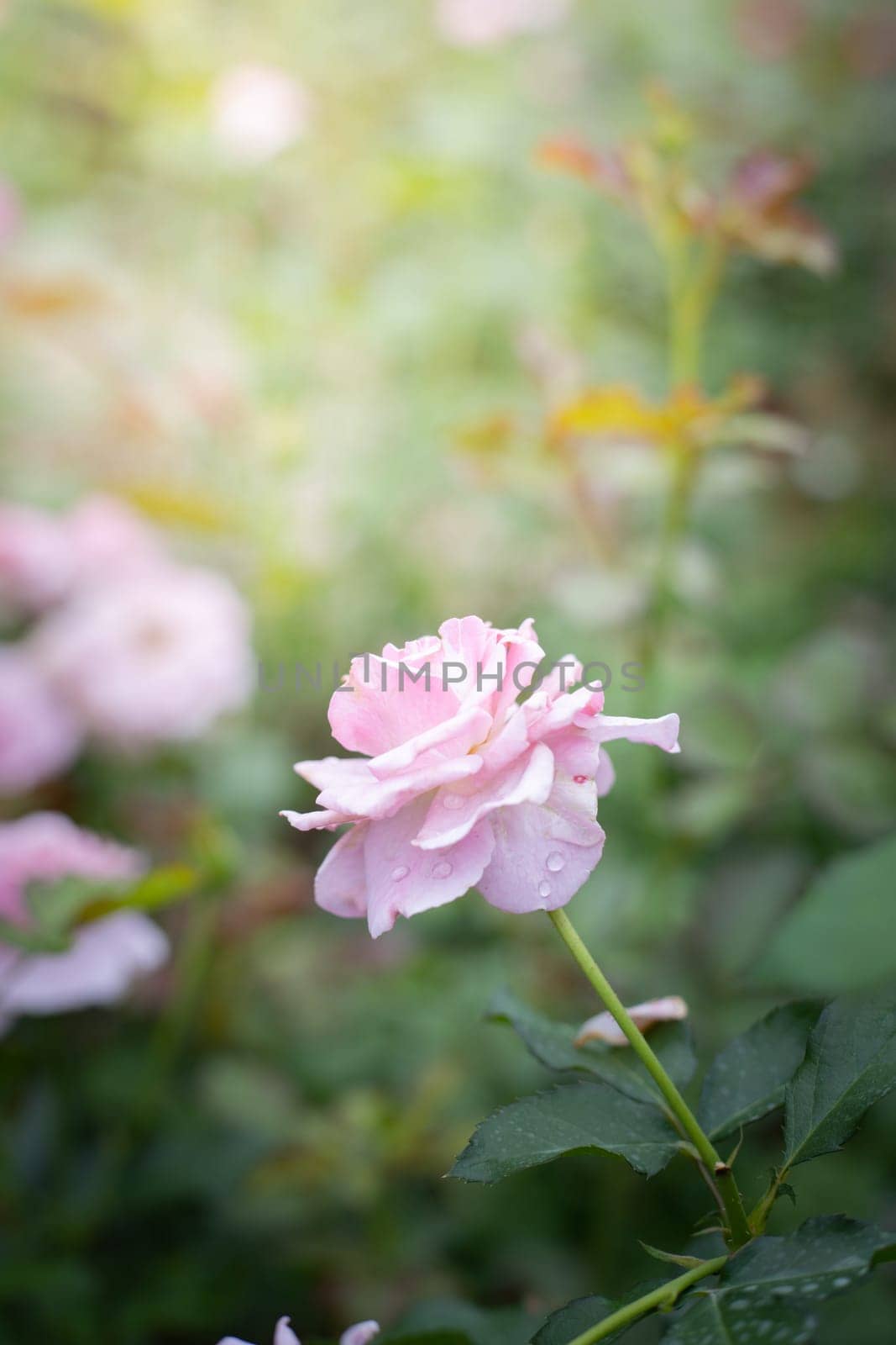 Roses in the garden, Roses are beautiful with a beautiful sunny day.