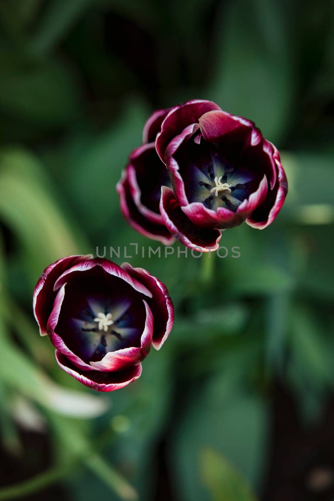 A close-up shot of magenta flowers in nature during springtime.