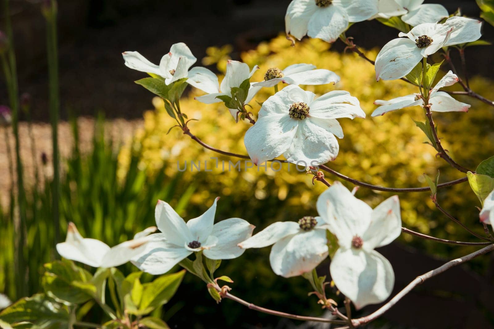 A close-up shot of white clematis' in nature during springtime.