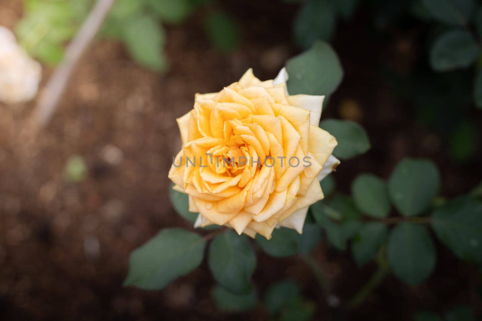 Roses in the garden, Roses are beautiful with a beautiful sunny day.