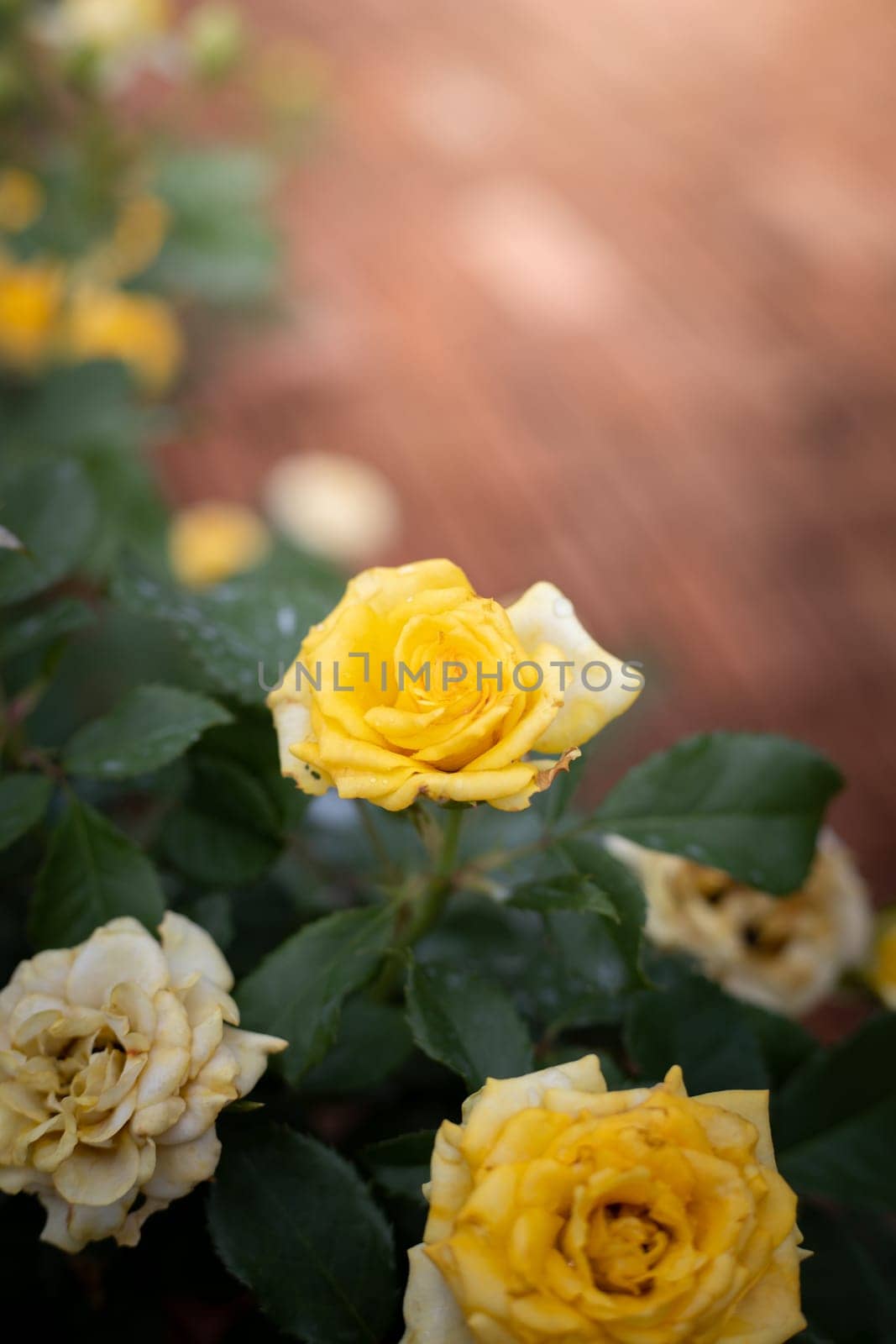 Roses in the garden, Roses are beautiful with a beautiful sunny day.
