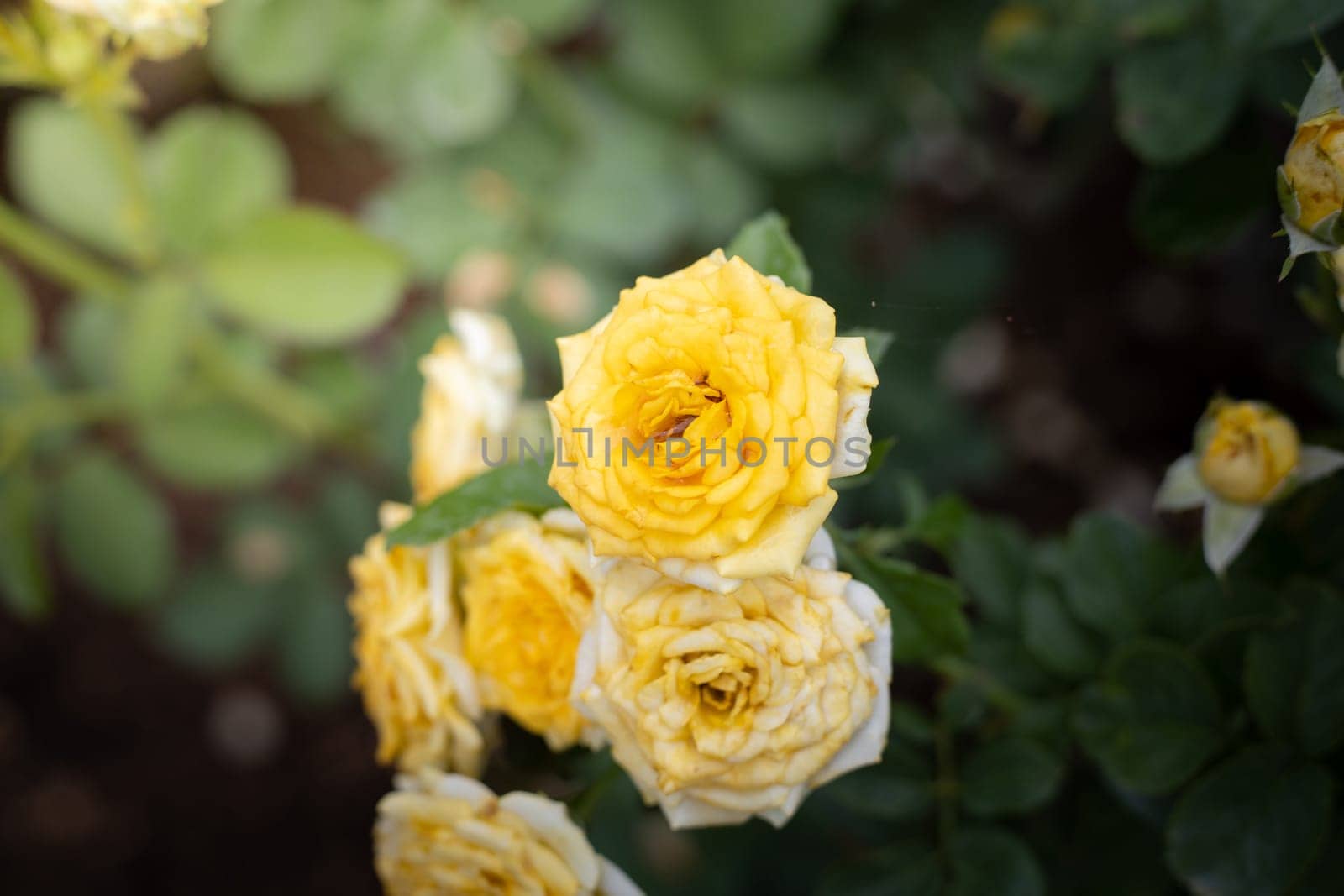 Roses in the garden, Roses are beautiful with a beautiful sunny day.
