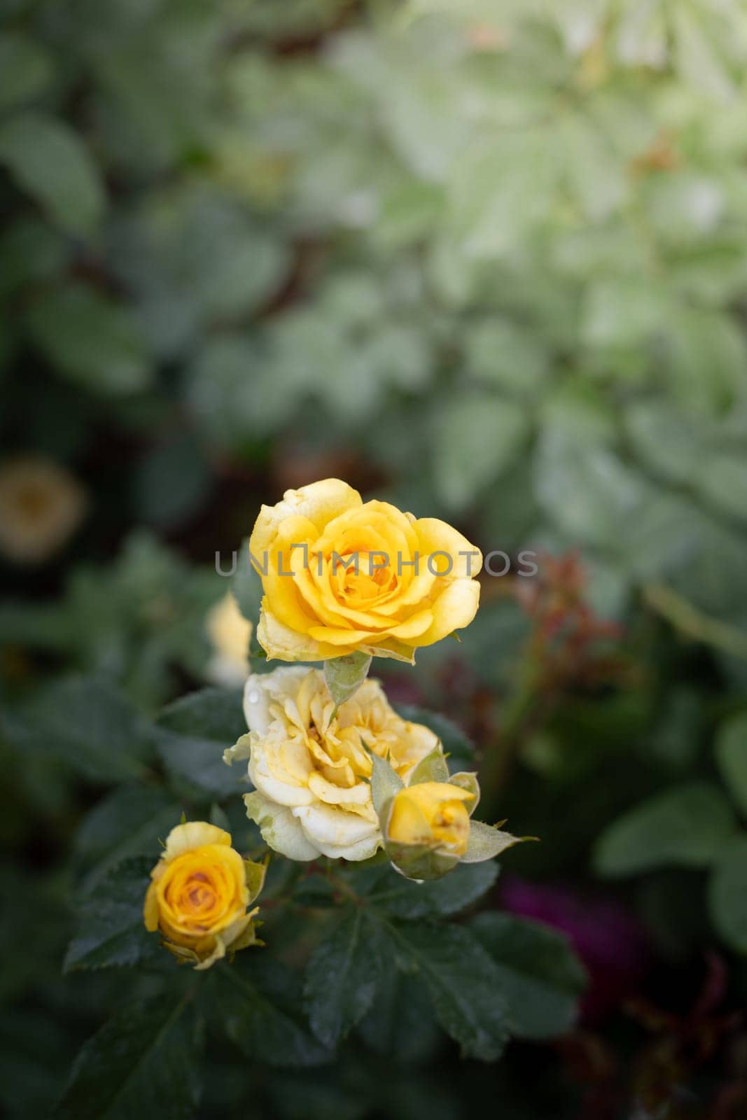Roses in the garden, Roses are beautiful with a beautiful sunny day.