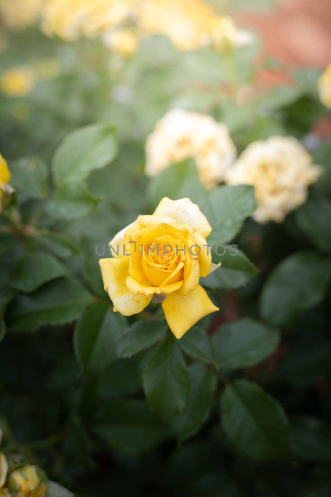 Roses in the garden, Roses are beautiful with a beautiful sunny day.