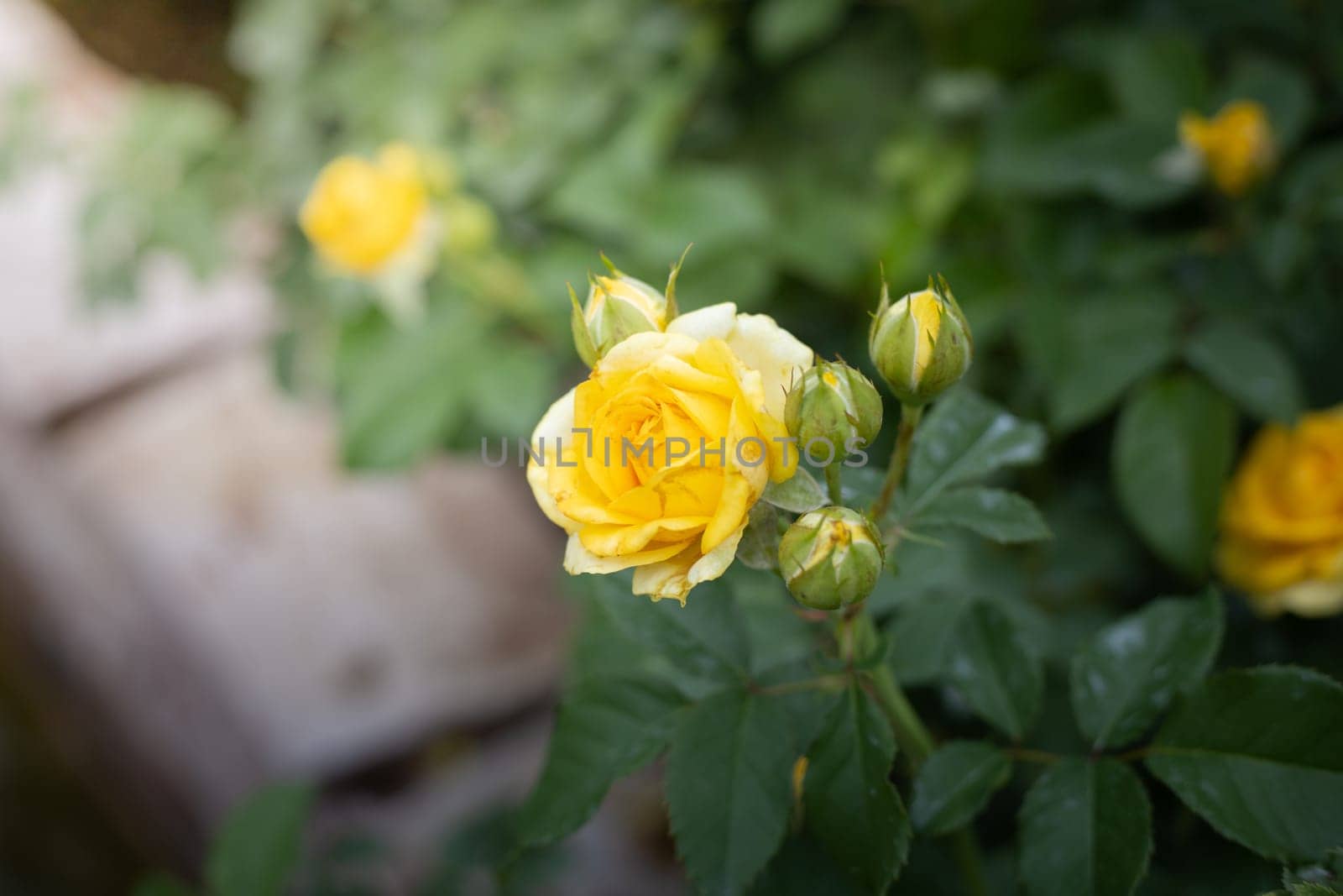 Roses in the garden, Roses are beautiful with a beautiful sunny day.