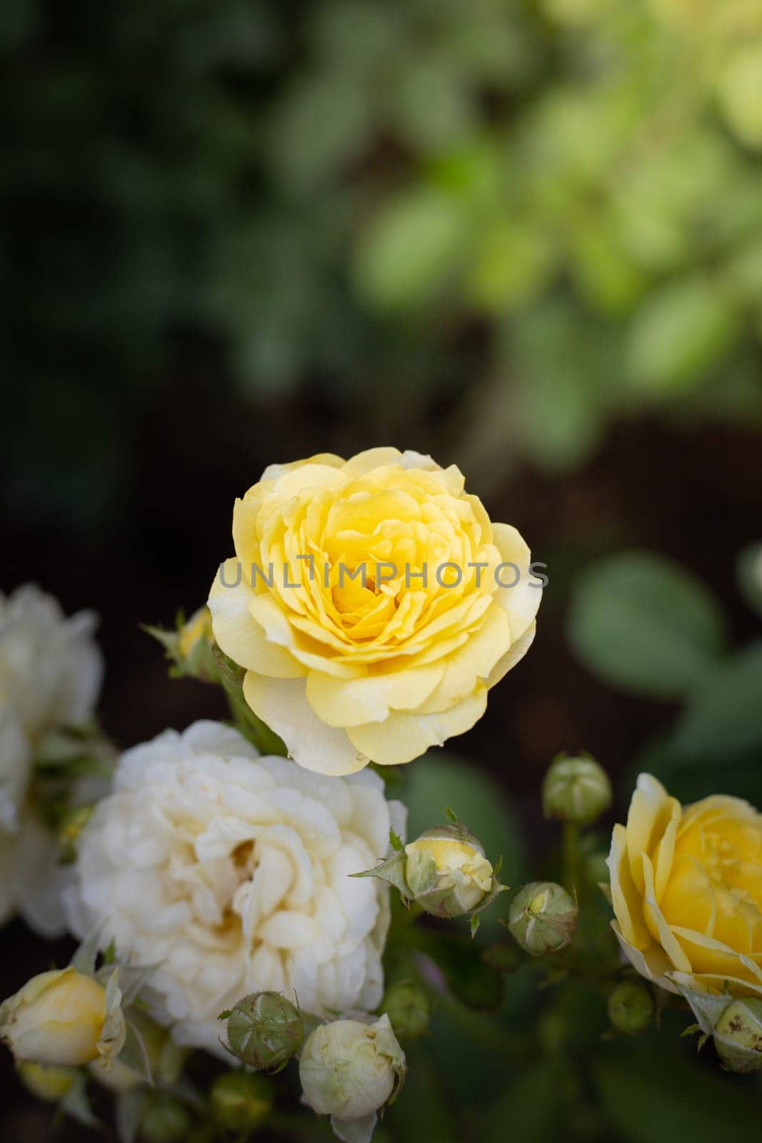 Roses in the garden, Roses are beautiful with a beautiful sunny day.