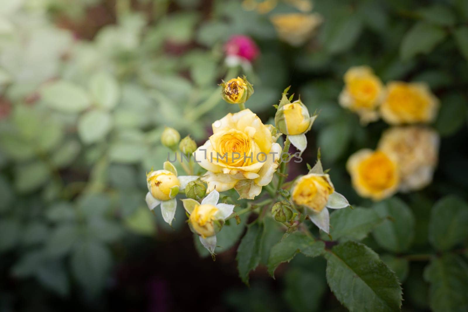 Roses in the garden, Roses are beautiful with a beautiful sunny day.