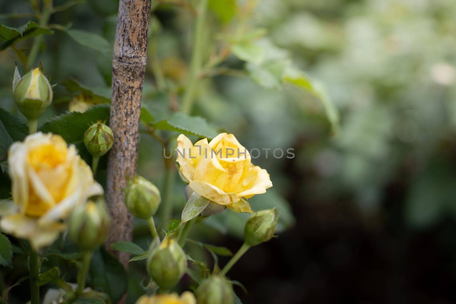 Roses in the garden, Roses are beautiful with a beautiful sunny day.