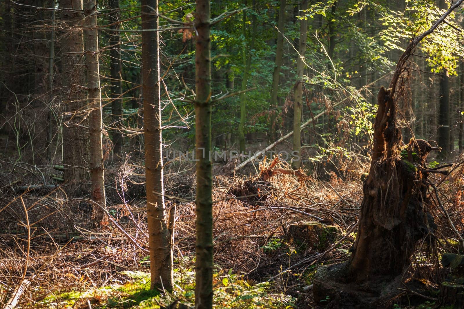 View into an autumnal and overgrown coniferous forest in the north of Germany with light incidence by overturned tree.