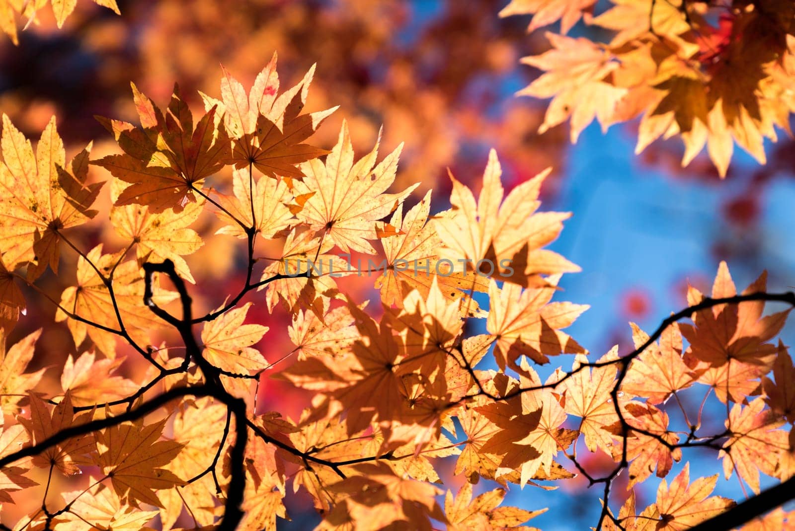 Red leave of maple tree for autumn fall background