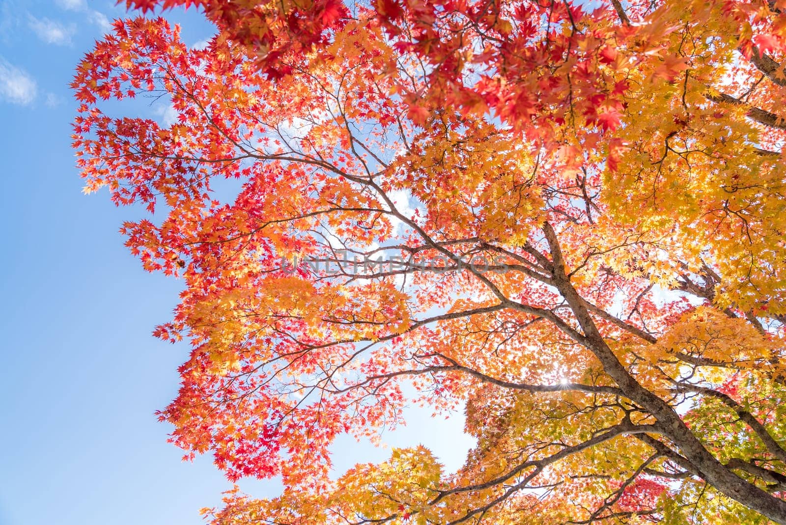 Red leave of maple tree for autumn fall background
