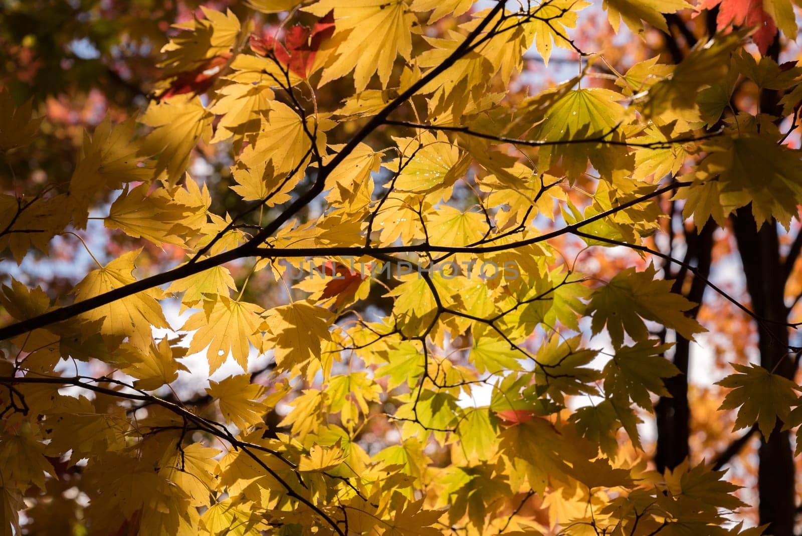 Red leave of maple tree for autumn fall background