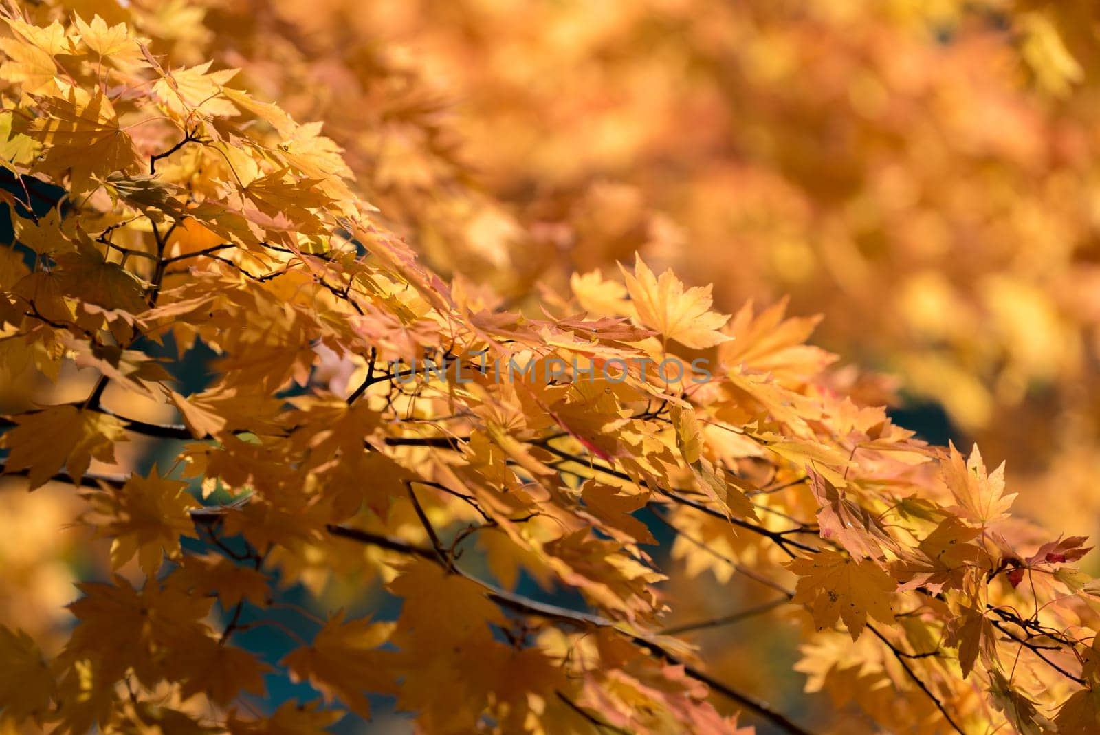Red leave of maple tree for autumn fall background