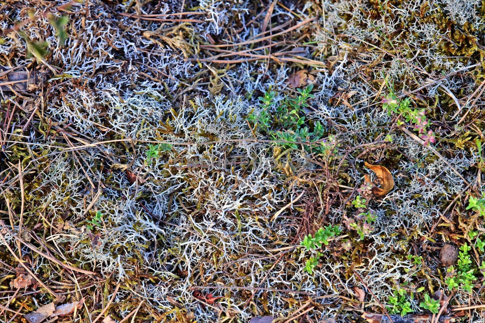 False reindeer lichen or speckled goblet lichen Cladonia rangiformis from the care Schönau in Sandhausen