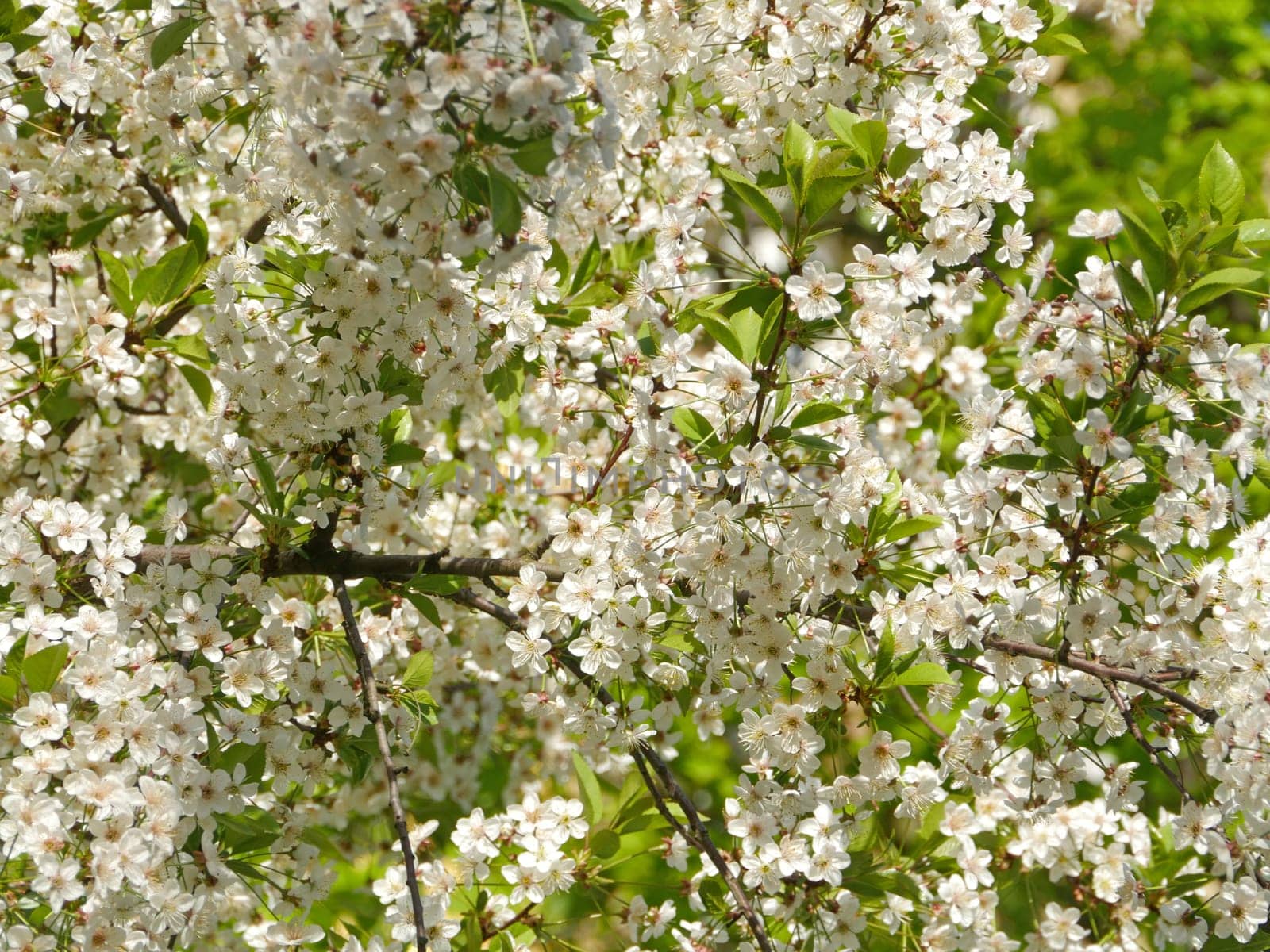Spring a lot of white flowers blooming cherry orchard