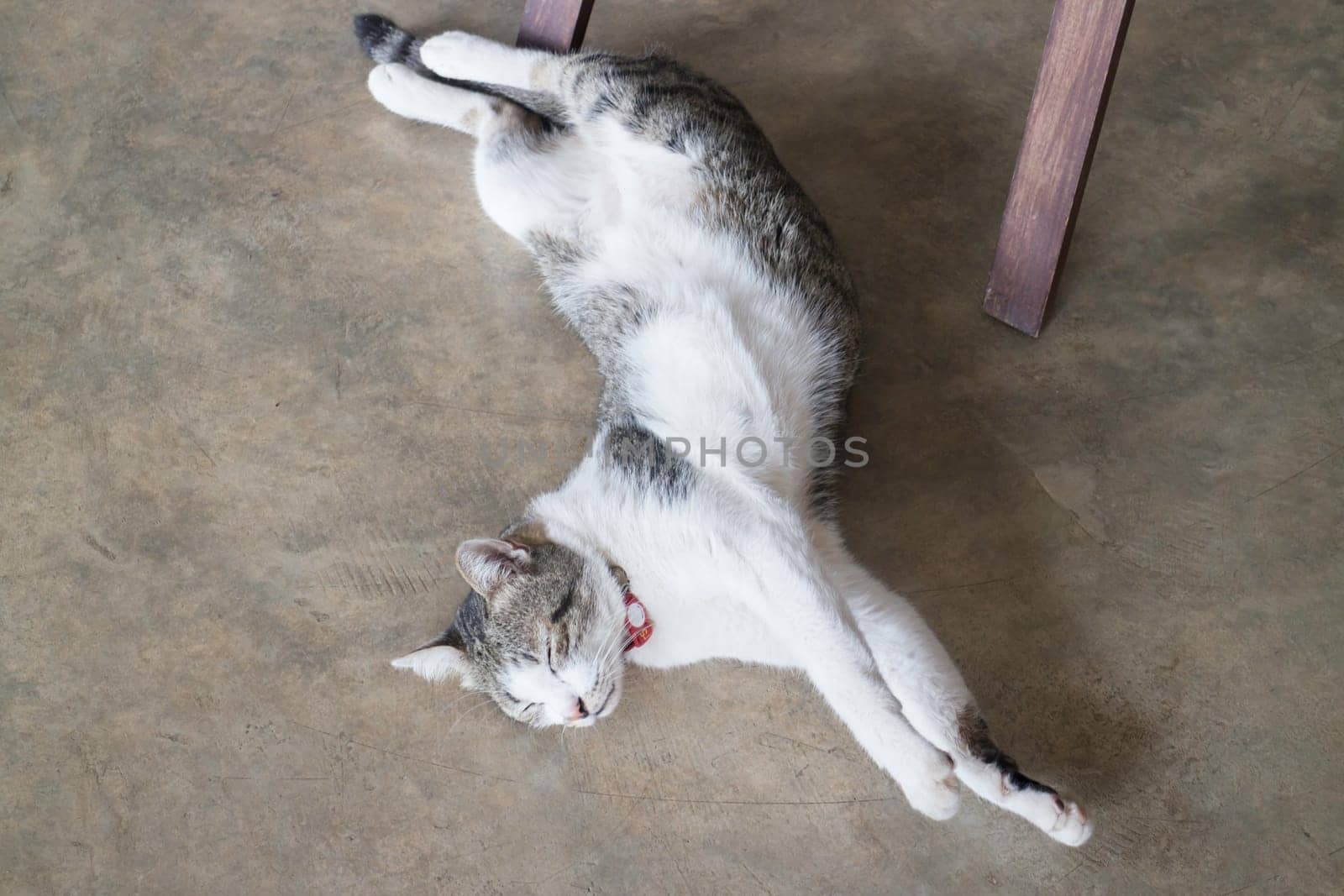 Cat sleeping on the floor, stock photo