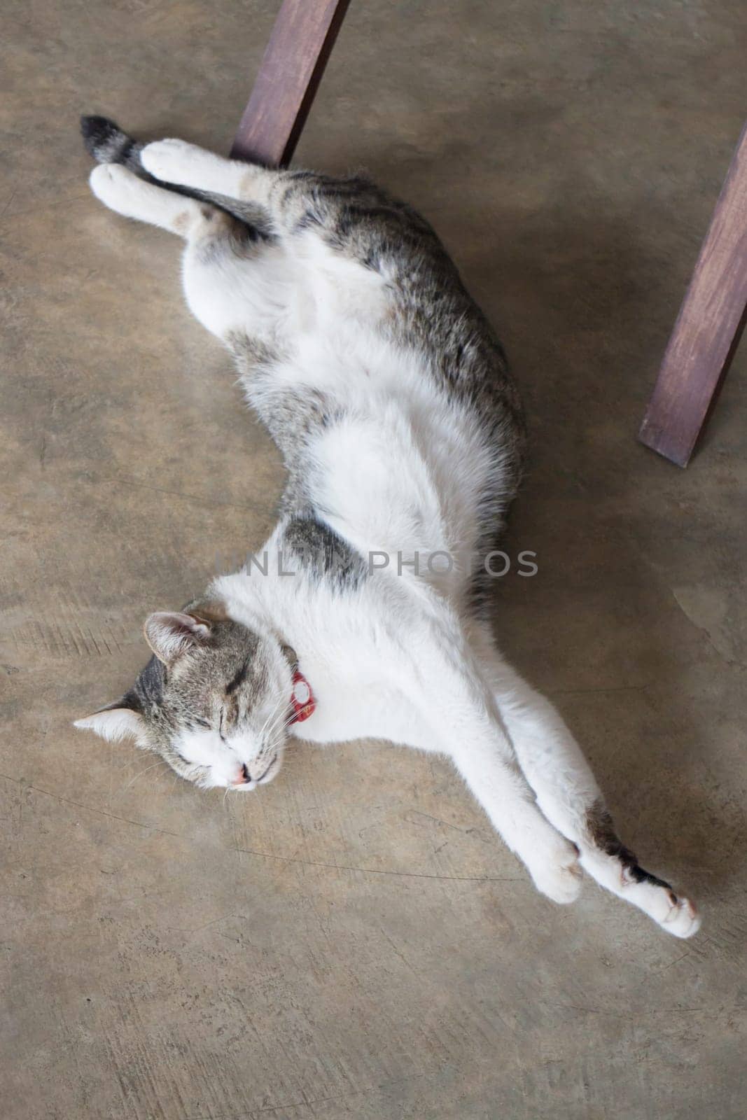 Cat sleeping on the floor, stock photo