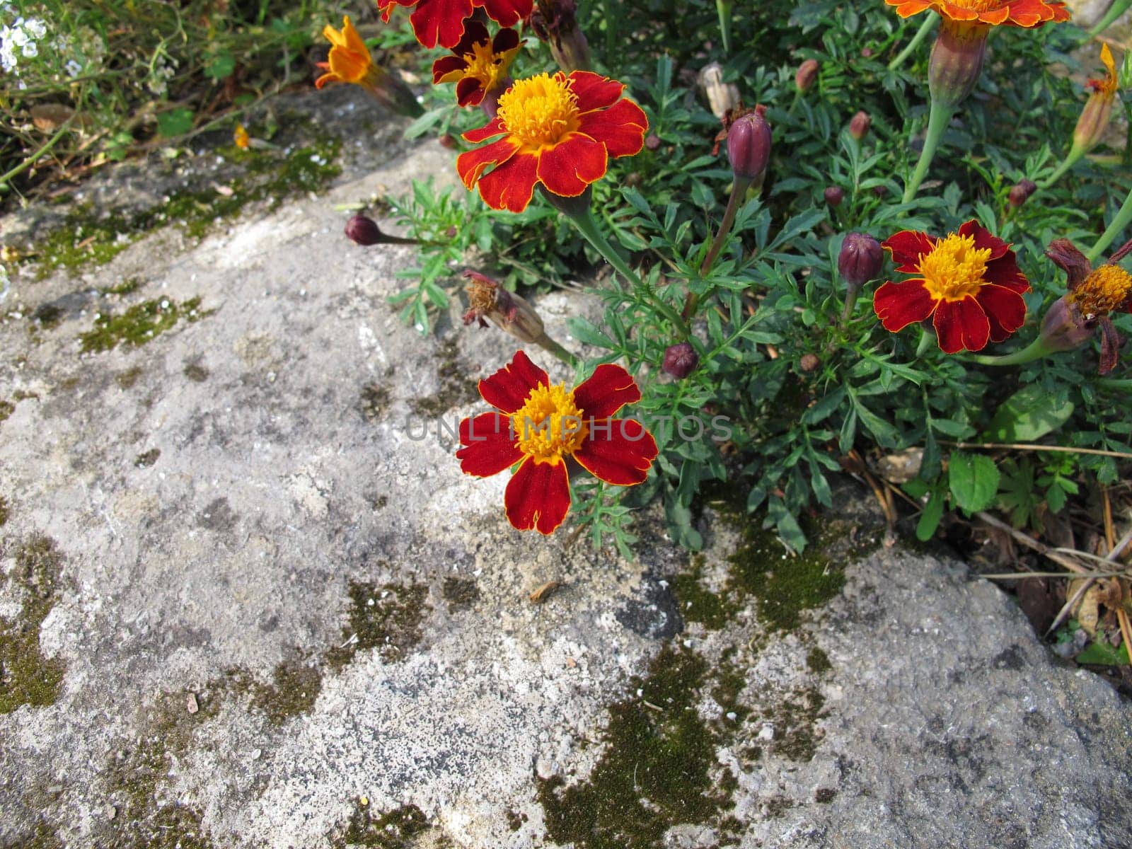 Signet marigold, Tagetes tenuifolia, with flowers in red and yellow