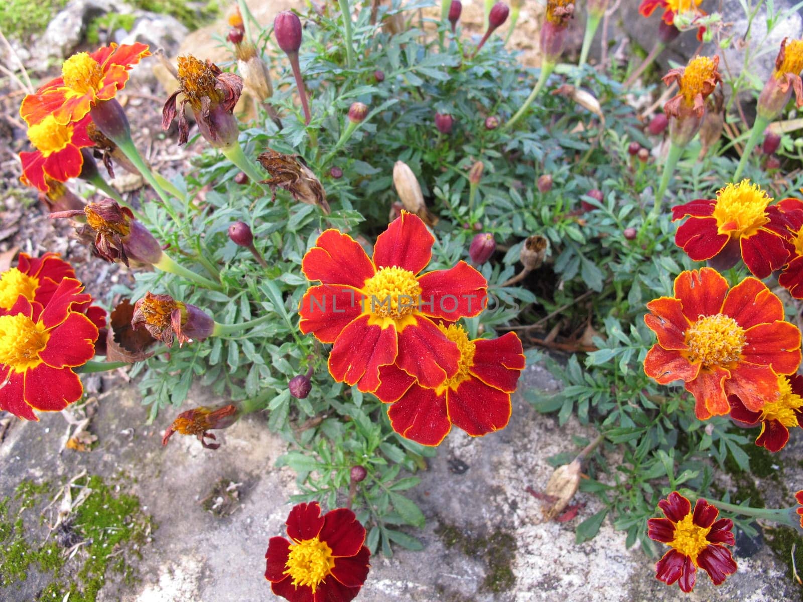 Signet marigold, Tagetes tenuifolia, with flowers in red and yellow