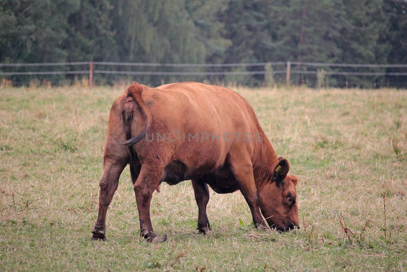 Angus cattle