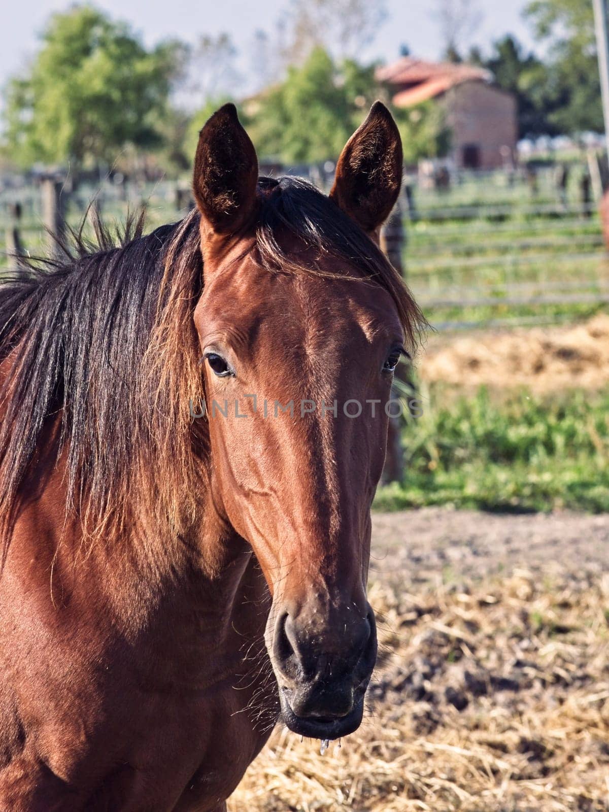 Closeup portrait of a beautiful bay horse
