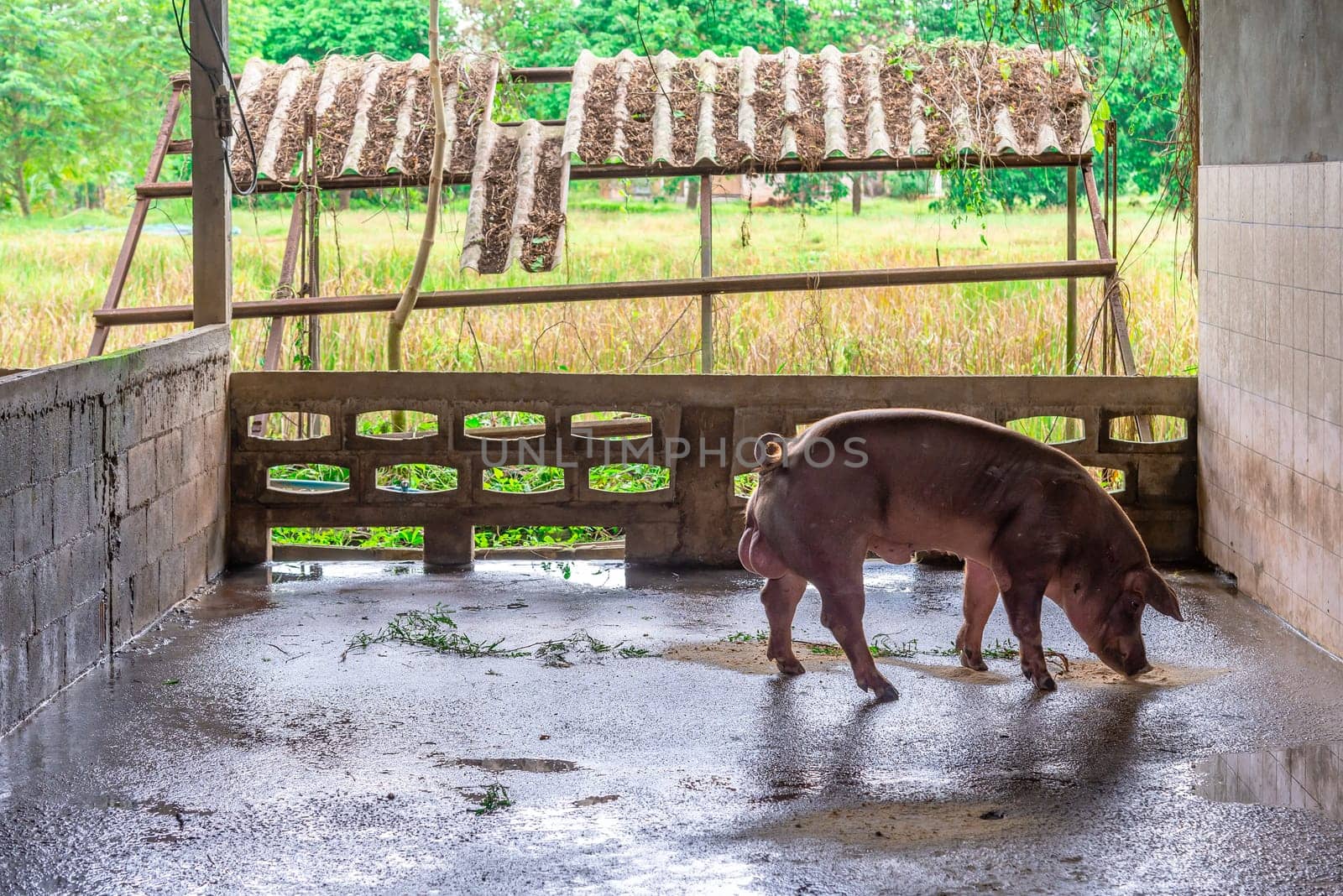 Breeder red pigs on a farm in rural countryside