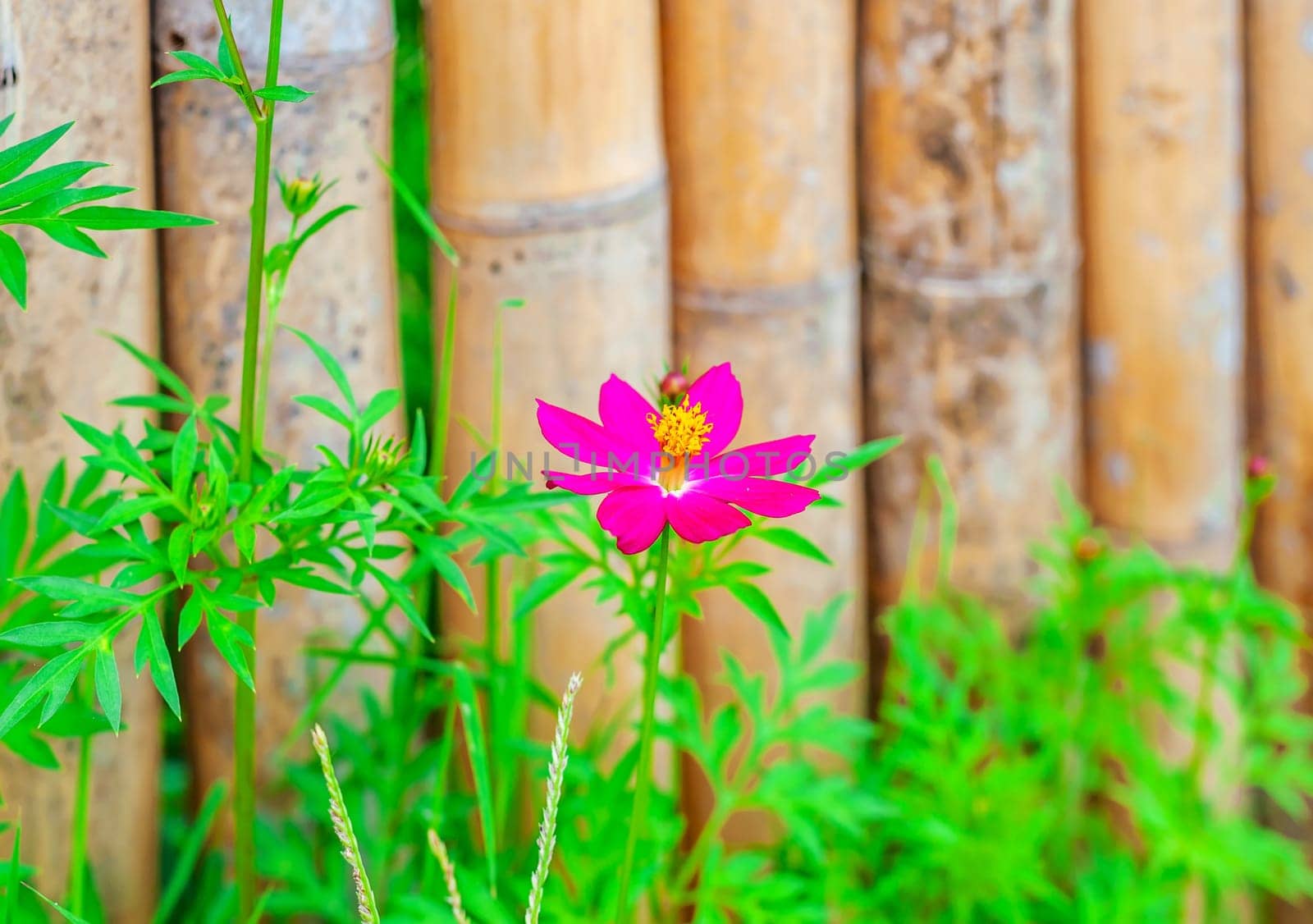 Flower with old bamboo fence in nature background