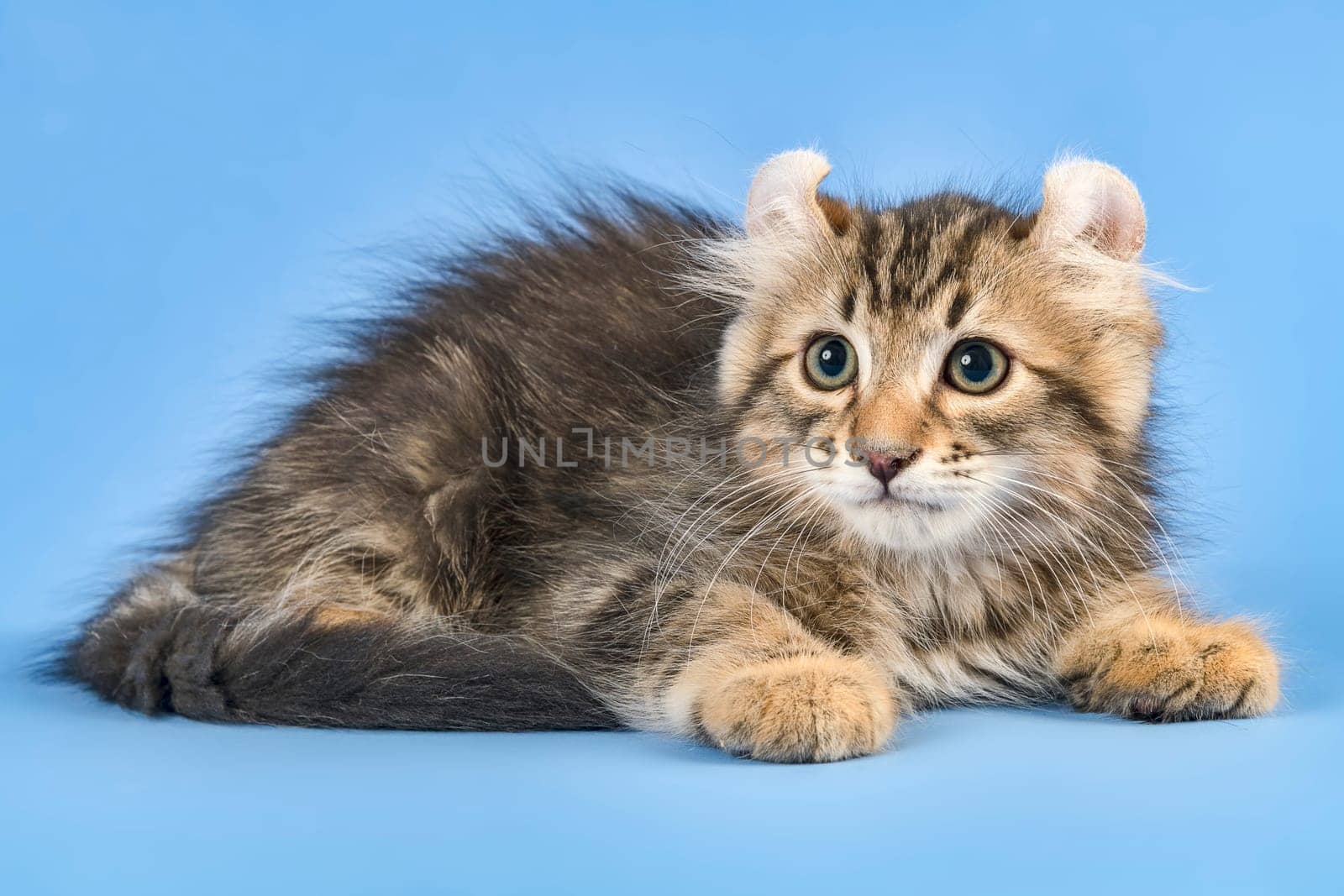 Pedigree cat American Curl (Felis silvestris catus),Longhair,black tabby blotched,male,age 10 weeks