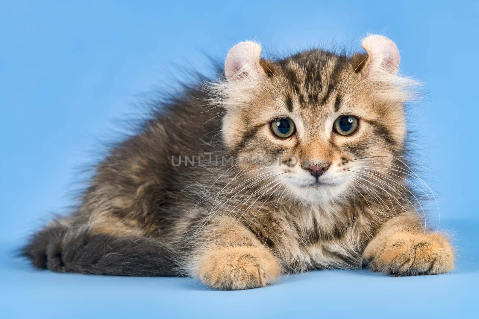 Pedigree cat American Curl (Felis silvestris catus),Longhair,black tabby blotched,male,age 10 weeks