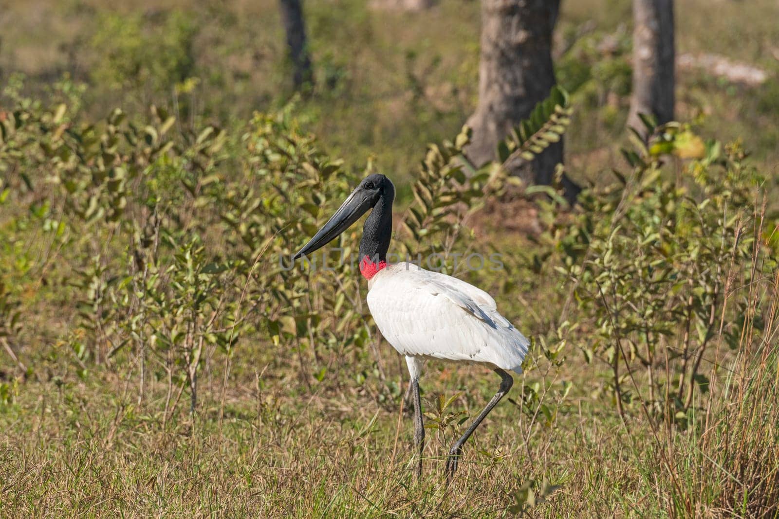 Jabiru Stork Walking in the Pantanal in Brazil