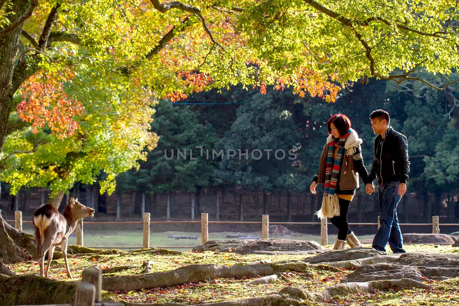 Nara, Japan - Nov 21, 2013. Japanese deer playing at Nara Park with red maple leaves tree on autumn season as background