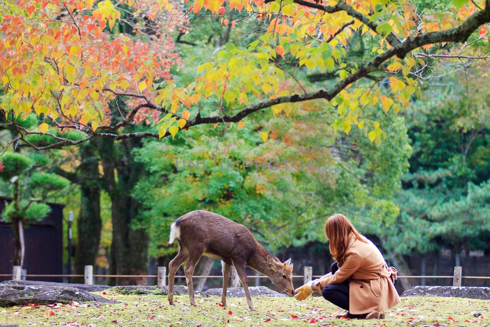 Nara, Japan - Nov 21, 2013. Japanese deer playing at Nara Park with red maple leaves tree on autumn season as background