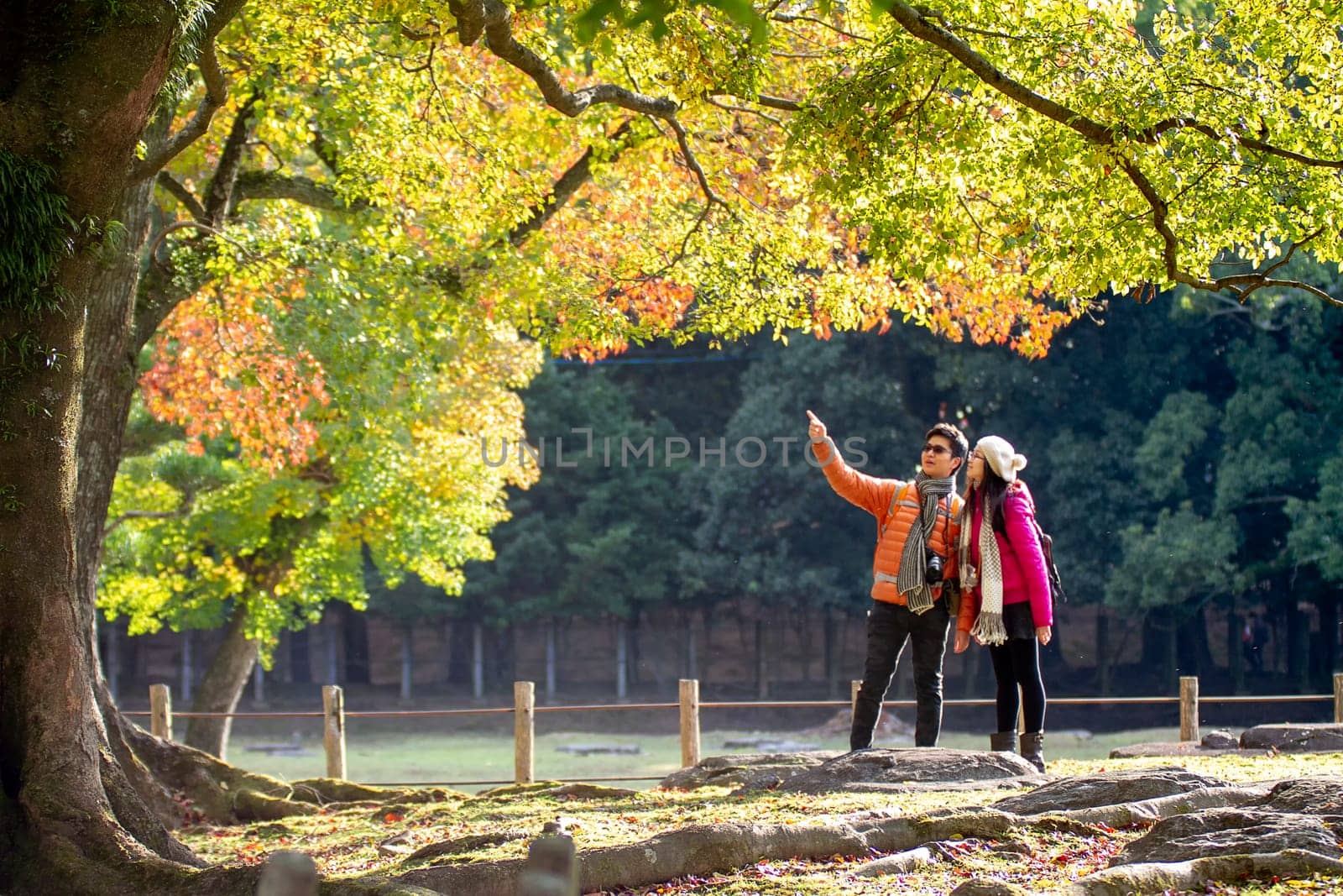 Nara, Japan - Nov 21, 2013. Japanese deer playing at Nara Park with red maple leaves tree on autumn season as background