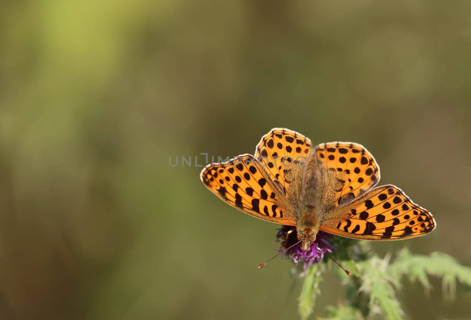 Small mother-of-pearl butterfly Issoria lathonia photographed in Sandhausen