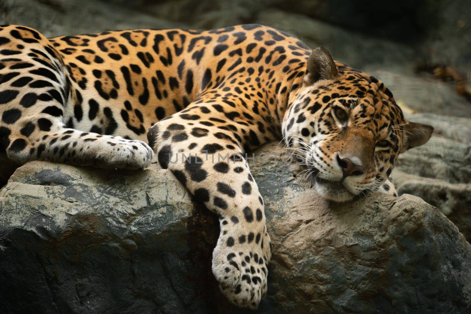 jaguar resting on the rock in zoo