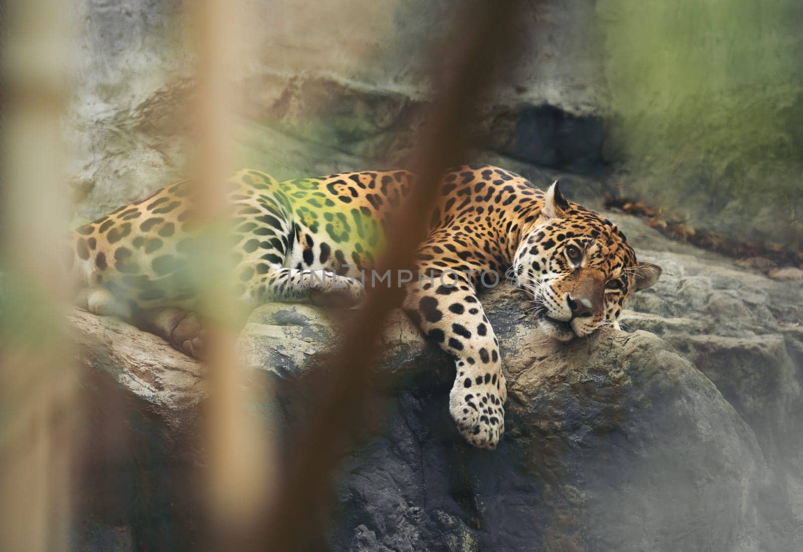 jaguar resting on the rock in zoo