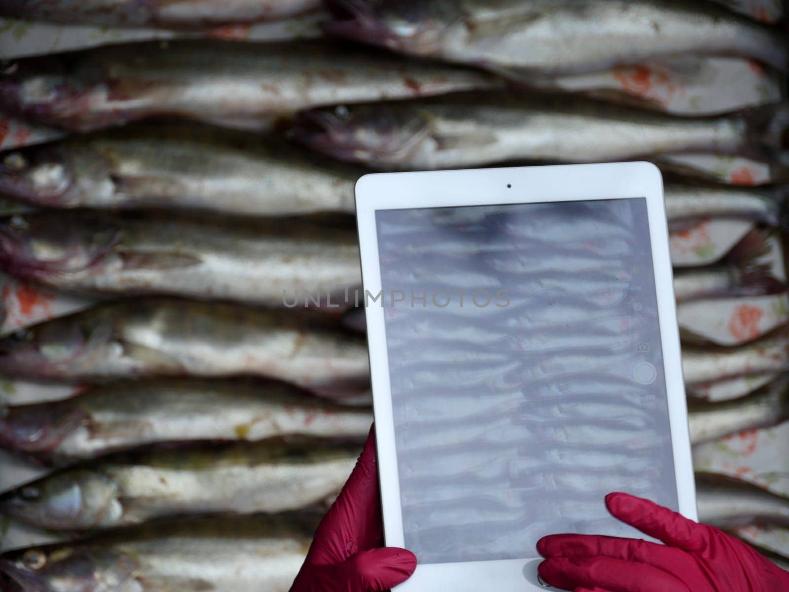 person takes pictures on a tablet ipad, catch of caught fish