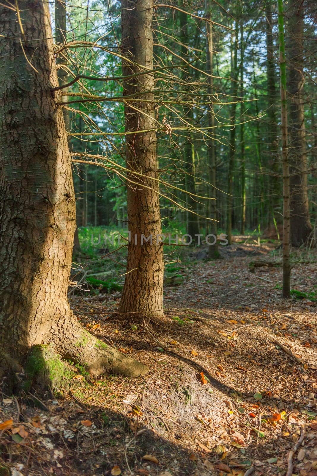 View into an autumnal coniferous forest in the north of Germany with light from the right.