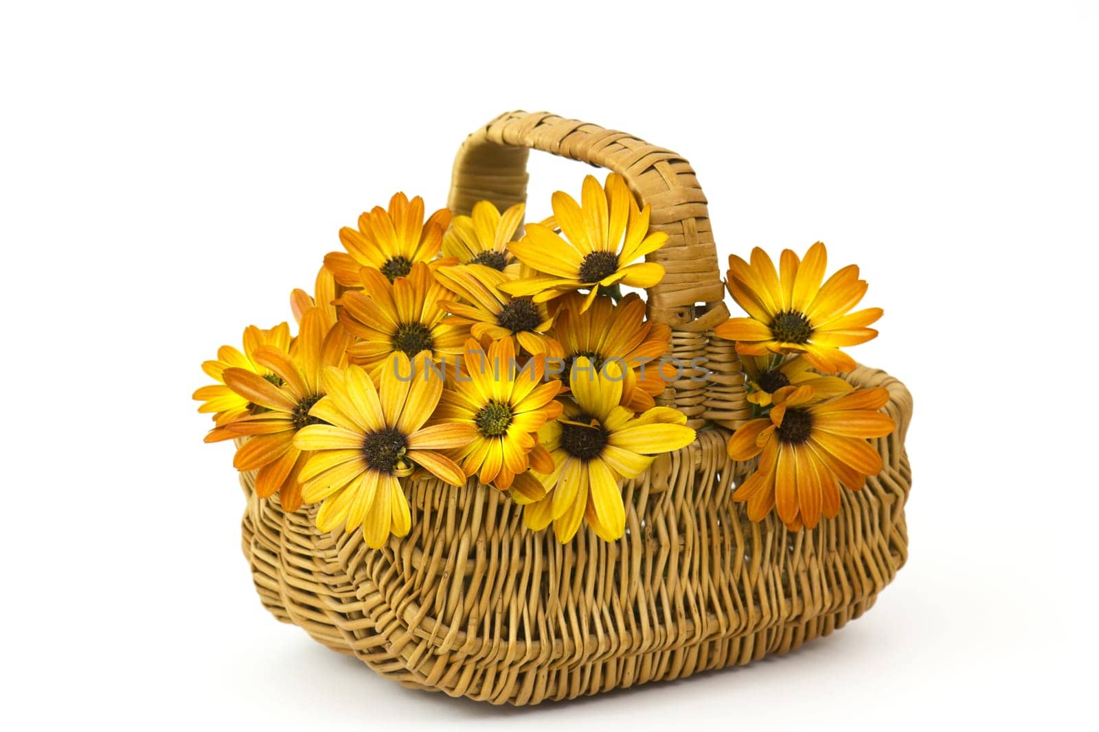 osteospermum - orange african daisy in a basket on white background