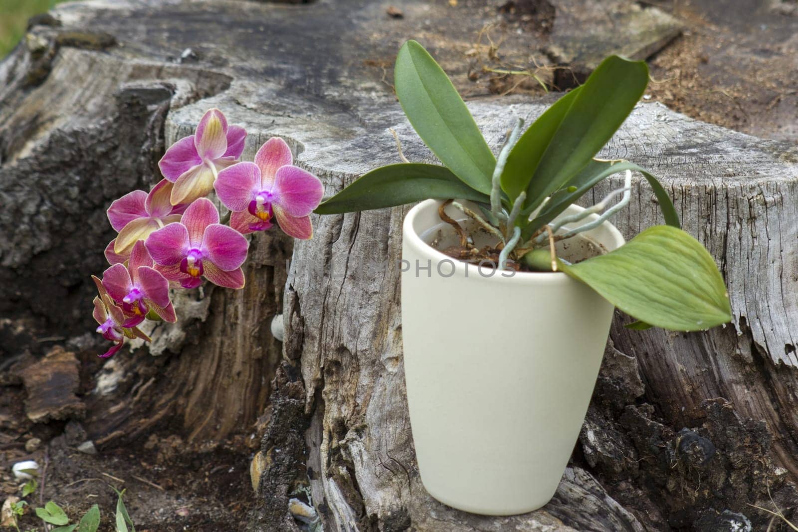 Beautiful pink orchid in a pot - phalaenopsis