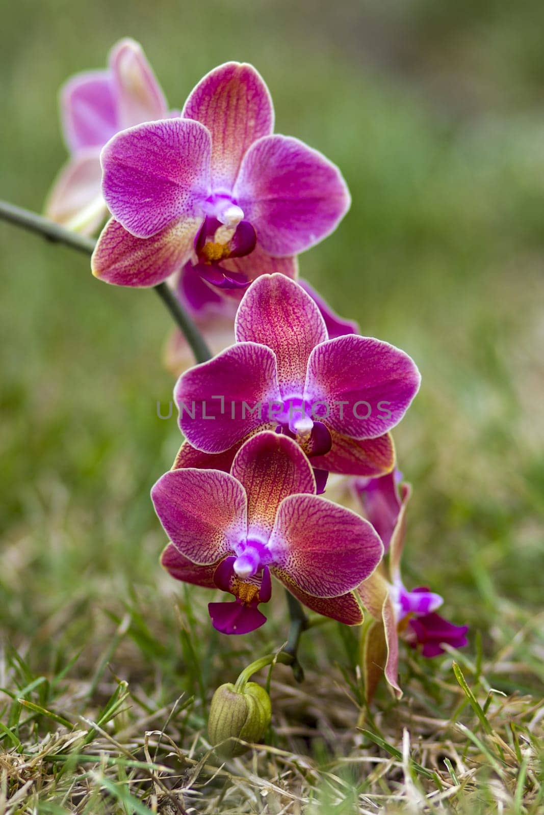 Beautiful pink orchid  - phalaenopsis